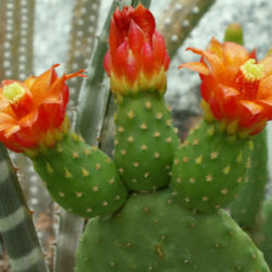 Tacinga inamoena
