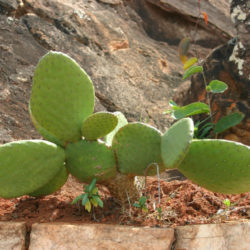 Tacinga inamoena