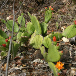 Tacinga inamoena