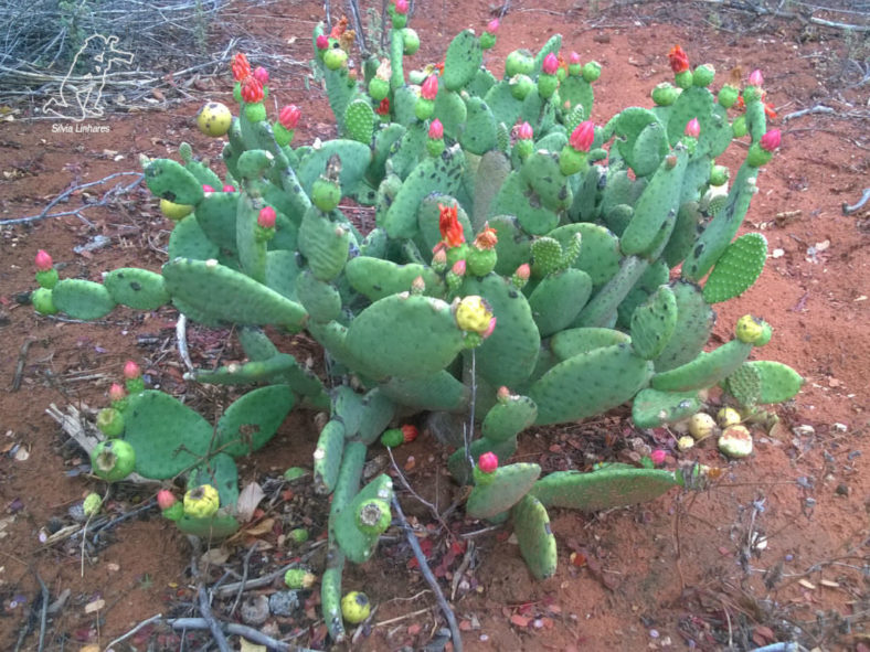 Tacinga inamoena