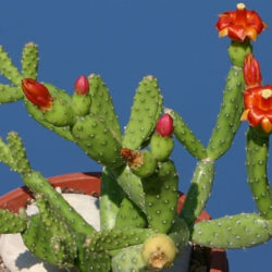 Tacinga subcylindrica