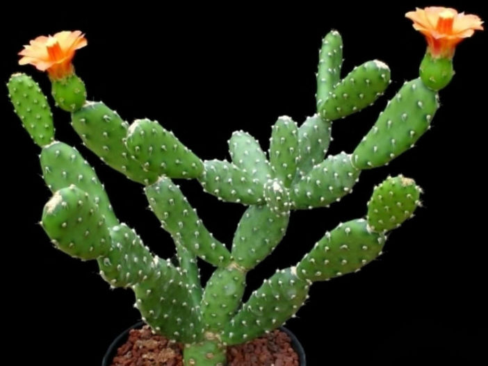 Tacinga subcylindrica