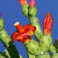 Tacinga subcylindrica