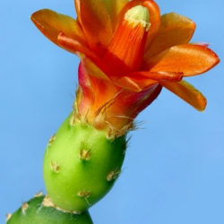 Tacinga subcylindrica