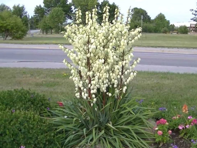 5 Tips to Get a Yucca Plant to Bloom World of Succulents