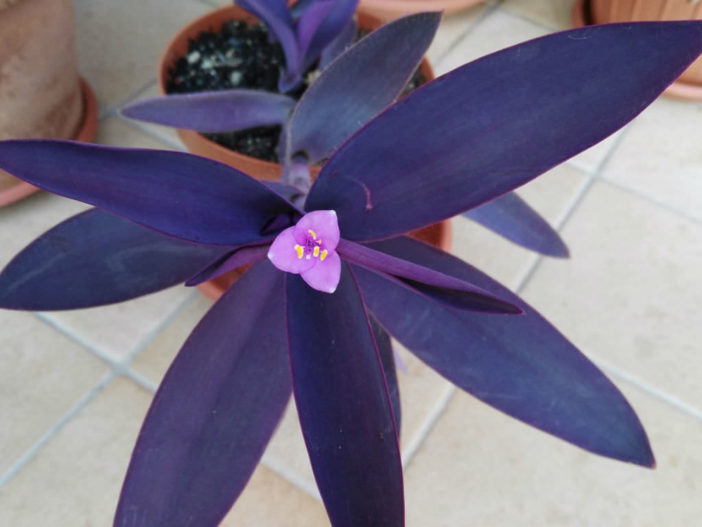 Tradescantia pallida 'Purpurea' (Purple Heart)