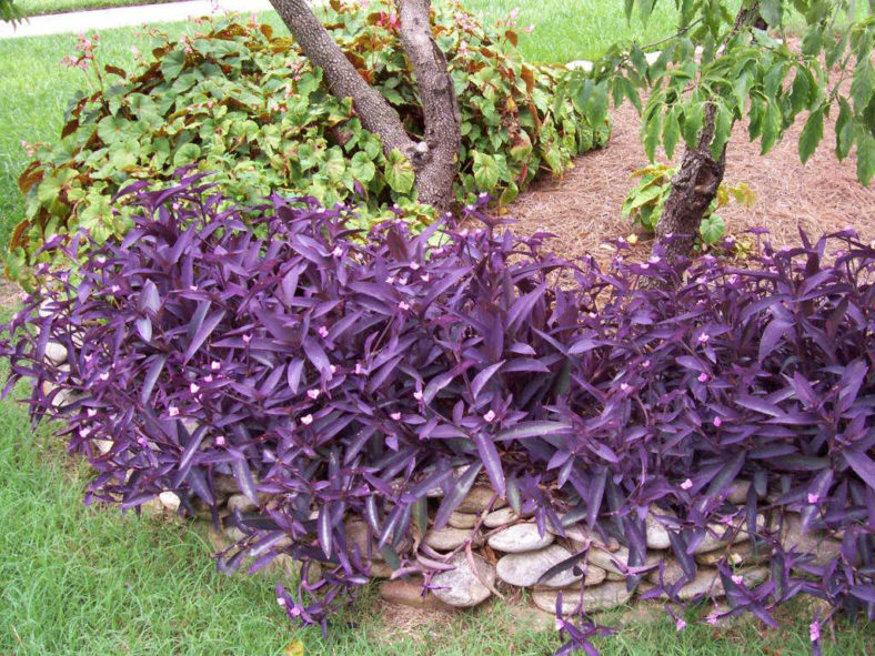 Tradescantia pallida 'Purpurea' (Purple Heart)