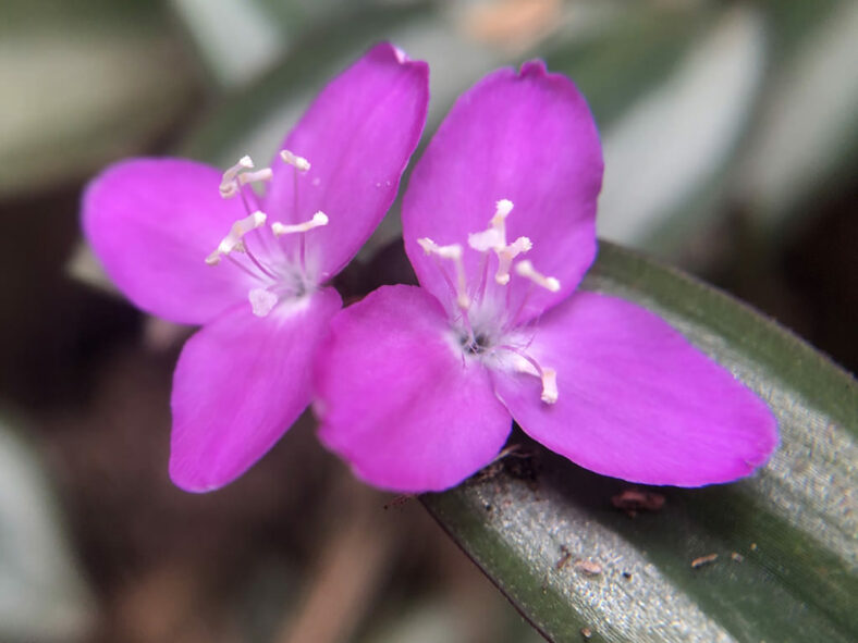Flowers of Tradescantia zebrina, commonly known as Inch Plant