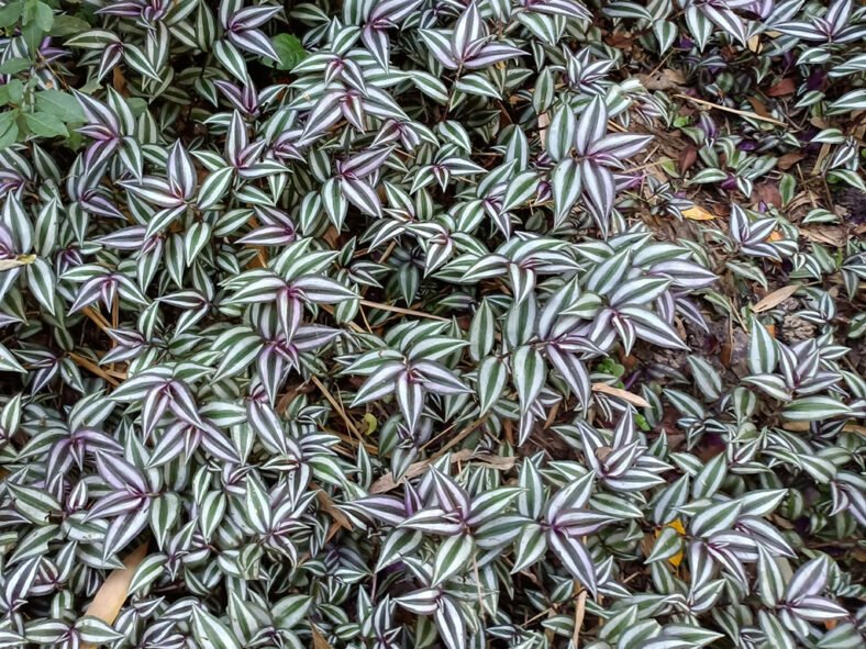 Tradescantia zebrina, commonly known as Inch Plant