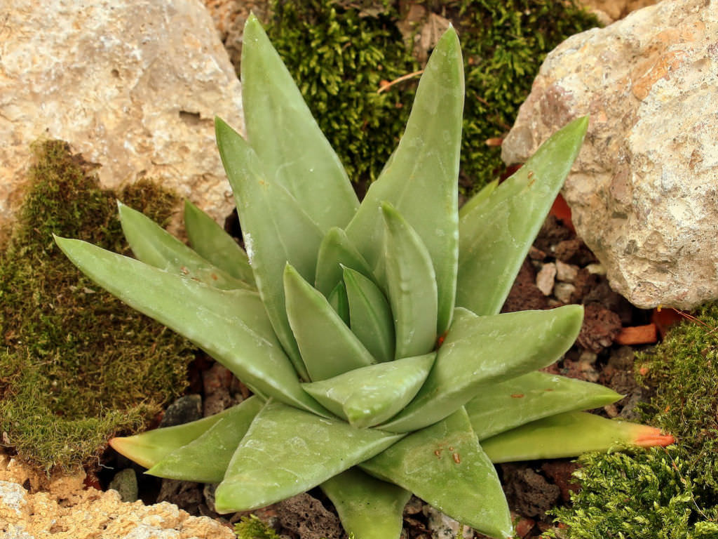 Tulista marginata aka Haworthia marginata