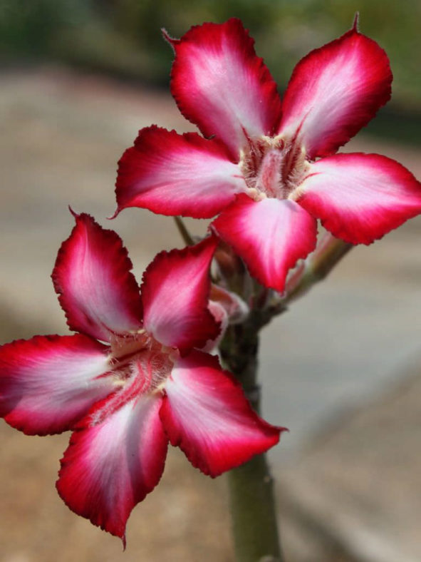 Adenium multiflorum (Impala Lily)