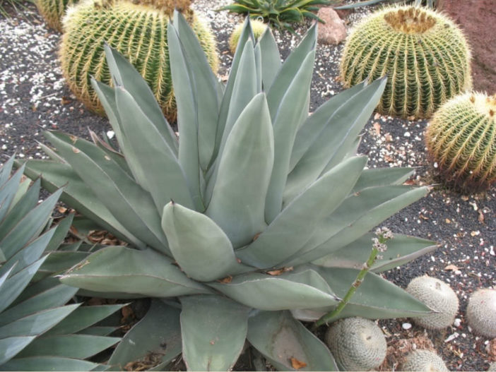 Agave 'Sharkskin Shoes' (Northern Sharkskin Agave)