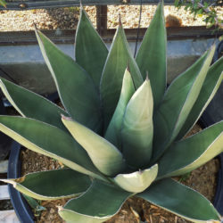 Agave 'Sharkskin Shoes' (Northern Sharkskin Agave)