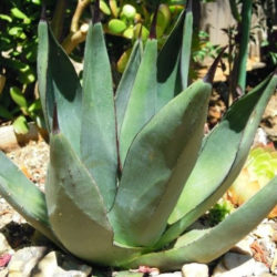 フラワー・ガーデニング Agave Sharkskin Great White Shark 81 Agave-Shark-Skin-for-sale-at-