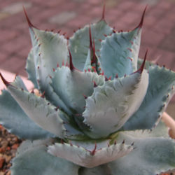 Agave potatorum var. verschaffeltii (Butterfly Agave)