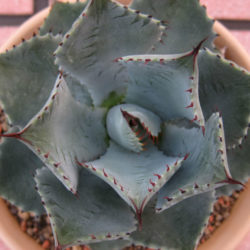 Agave potatorum var. verschaffeltii (Butterfly Agave)