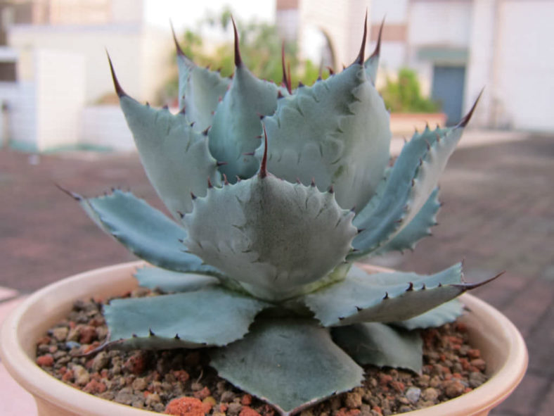 Agave potatorum var. verschaffeltii (Butterfly Agave)