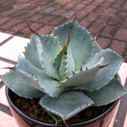 Agave potatorum var. verschaffeltii (Butterfly Agave)
