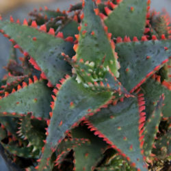 Aloe 'Christmas Sleigh'