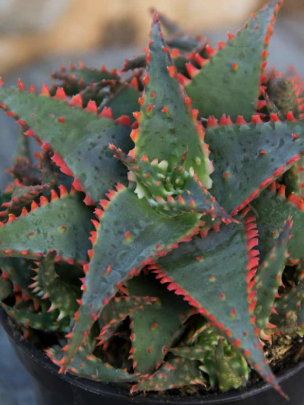 Aloe 'Christmas Sleigh'
