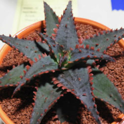 Aloe 'Christmas Sleigh'