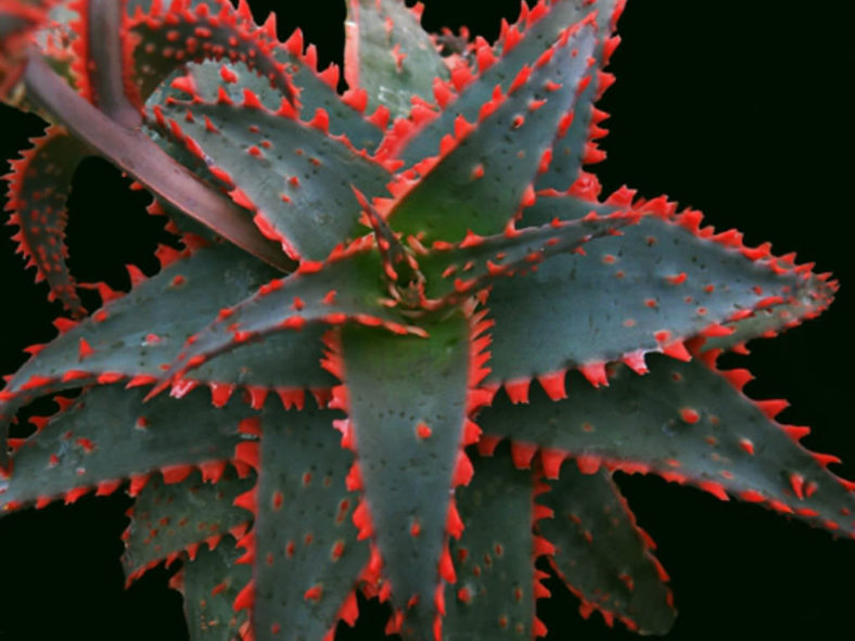 Aloe 'Christmas Sleigh'