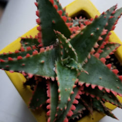 Aloe 'Christmas Sleigh'