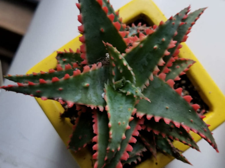 Aloe 'Christmas Sleigh'