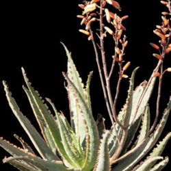 Aloe 'Coral Fire'