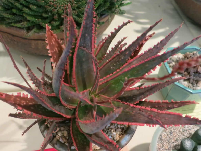 Aloe 'Coral Fire'