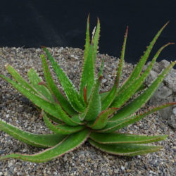Aloe 'Coral Fire'