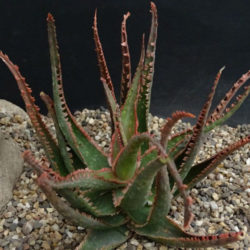 Aloe 'Coral Fire'