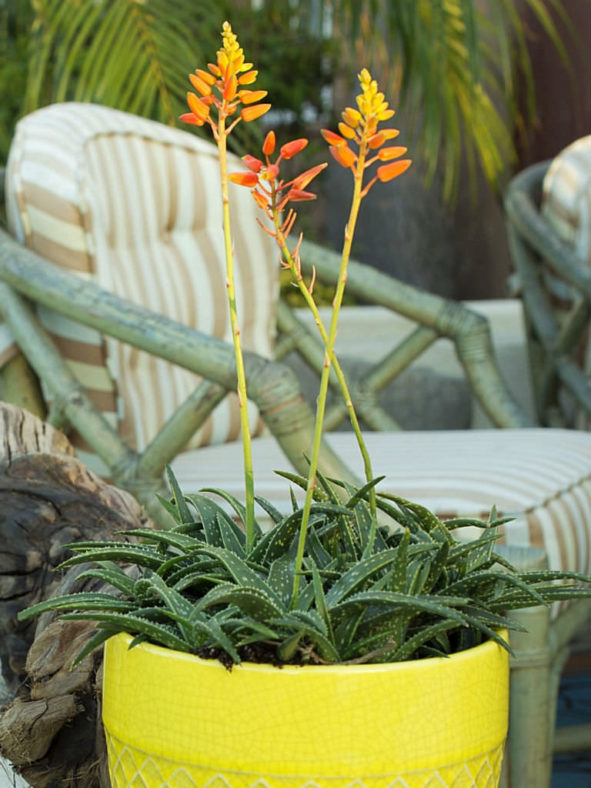 Aloe 'Firebird' (Firebird Aloe)