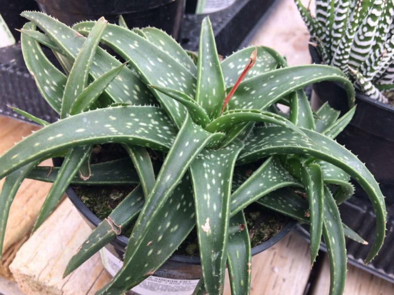 Aloe 'Firebird' (Firebird Aloe)