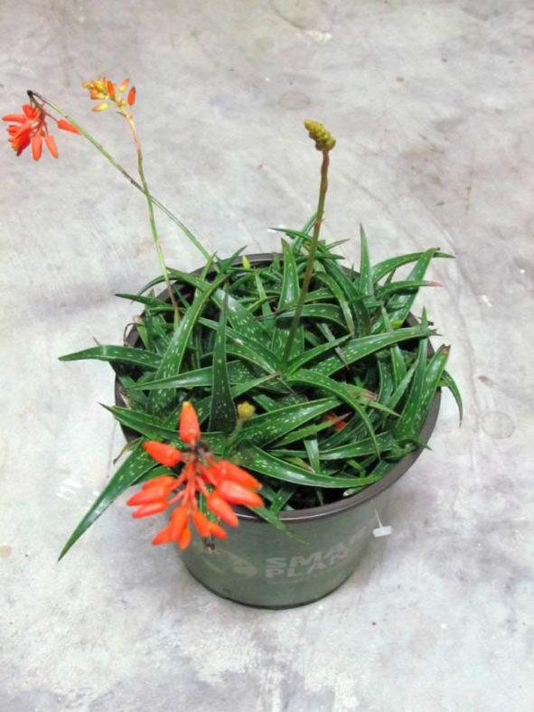 Aloe 'Firebird' (Firebird Aloe)