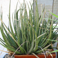 Aloe bellatula