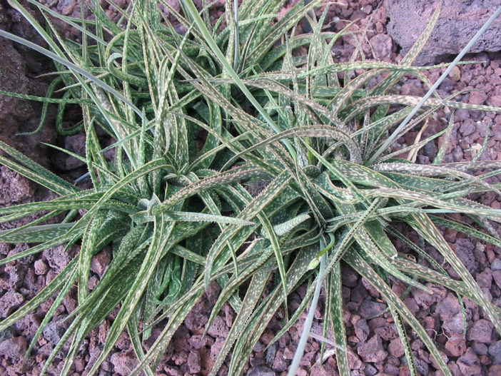 Aloe bellatula