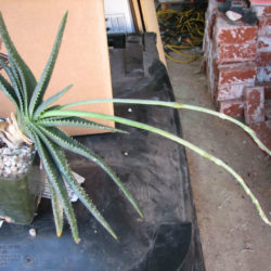 Aloe compressa var. paucituberculata