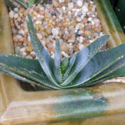 Aloe compressa var. paucituberculata