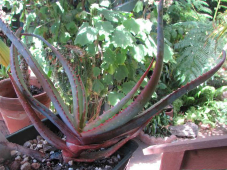 Aloe compressa var. paucituberculata