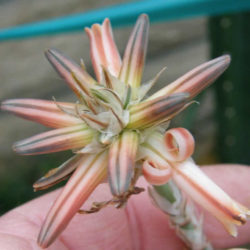 Aloe compressa var. paucituberculata