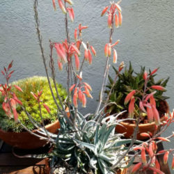 Aloe pseudoparvula