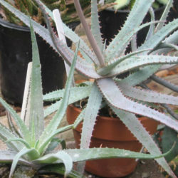 Aloe pseudoparvula