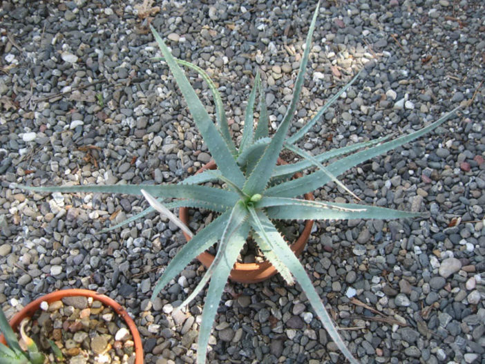 Aloe pseudoparvula