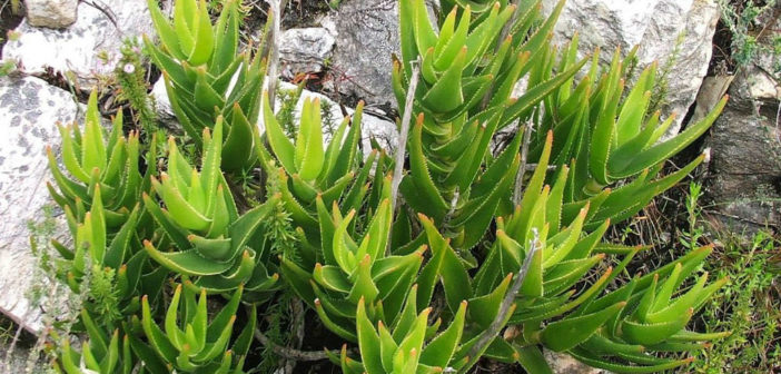 agave desmettiana Smooth Century Plant (Agave Desmettiana) main image 0