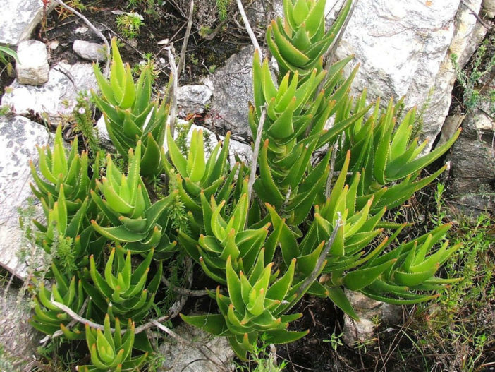 Aloiampelos juddii (Koudeberg Aloe)