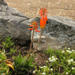 Aloiampelos juddii (Koudeberg Aloe)