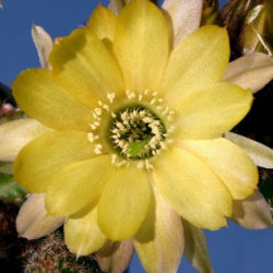 Echinopsis 'Yellow Bird' aka Echinopsis chamaecereus 'Yellow Bird' or ×Chamaelobivia 'Yellow Bird'