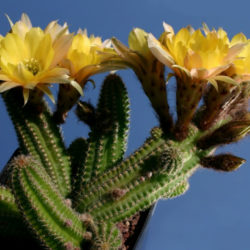 Echinopsis 'Yellow Bird' aka Echinopsis chamaecereus 'Yellow Bird' or ×Chamaelobivia 'Yellow Bird'