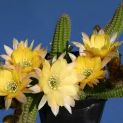 Echinopsis 'Yellow Bird' aka Echinopsis chamaecereus 'Yellow Bird' or ×Chamaelobivia 'Yellow Bird'